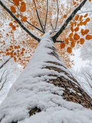 Canvas Print - Tall Tree with Snow and Orange Leaves