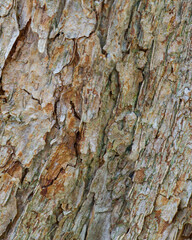 beautiful close-up of the bark of feijoa sellowiana