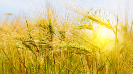 Wall Mural - Green wheat field and colorful sunrise. Ears of wheat close-up.