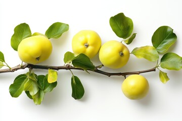 Wall Mural - new green quince branch on white