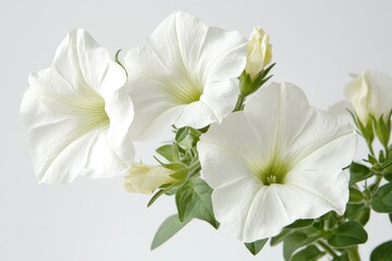 Wall Mural - Petunia a fragile bloom bush petunias garden bed flower farming