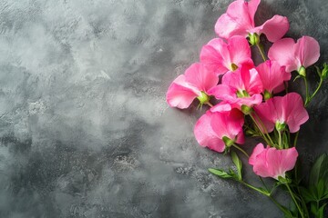 Wall Mural - Pink sweet peas on a gray plaster backdrop