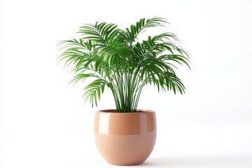 Wall Mural - a vibrant green plant in a modern terracotta pot brightens the interior with freshness isolated on t