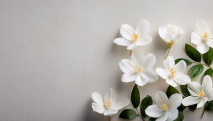 Wall Mural - white flowers on paper background