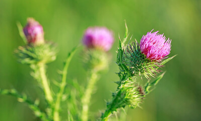 Milk Thistle flower close-up on green grass background. Natural organic wildflower superfood product.