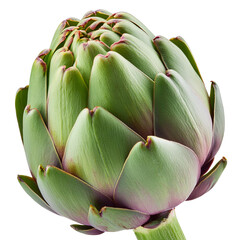 Wall Mural - artichoke isolated on white background full depth of field