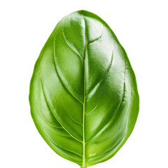 Wall Mural - basil leaf isolated on white background full depth of field