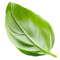 Wall Mural - basil leaf isolated on white background full depth of field