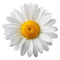 Chamomile Flower isolated on white background full depth of field