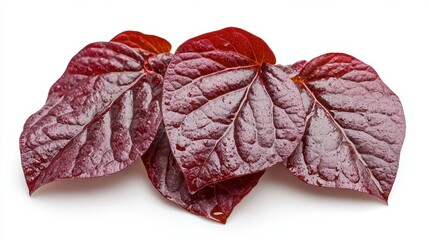 Wall Mural - Three Glossy Dark Red Leaves on White