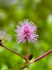 Wall Mural - Mimosa Pudica flowers with blur background