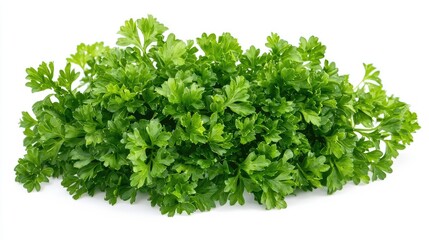 Canvas Print - Parsley leaves, fresh and vibrant, with curly edges, isolated on white background.