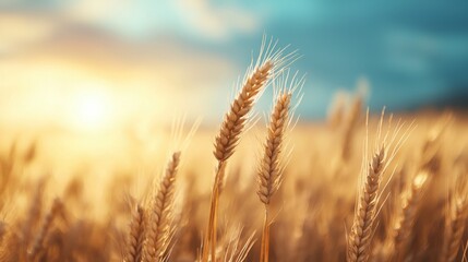 Sticker - Golden wheat field at sunset with soft focus