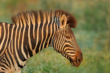 Wall Mural - portrait of a plains zebra (equus burchelli), madikwe game reserve, south africa.