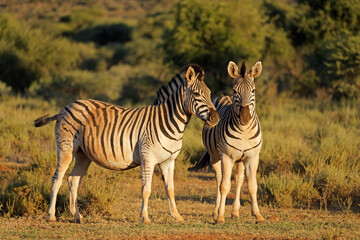 Wall Mural - Two plains zebras (Equus burchelli) in late afternoon light, Mokala National Park, South Africa.