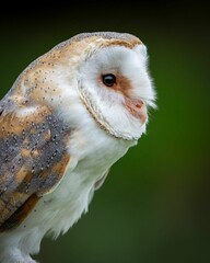 Wall Mural - Close-up of a barn owl with detailed feathers.