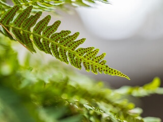 Wall Mural - Common polypody fern Polypodium vulgare grows among thick moss.