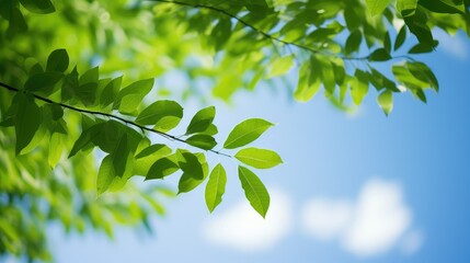 nature leaves tree