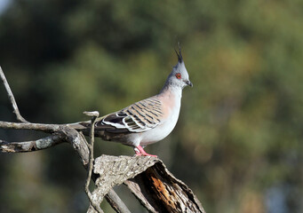 Wall Mural - Crested pigeon bird sitting on a tree branch