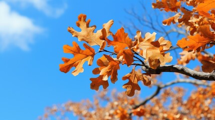 Poster - nature oak leaf