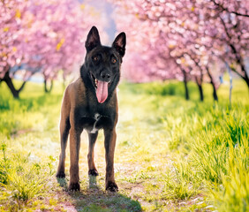 Wall Mural - malinois in studio