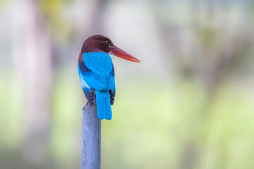 Wall Mural - The White-throated Kingfisher on a branch in nature