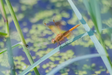 Wall Mural - A dragonfly on green leaf