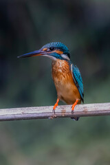 Wall Mural - The Common Kingfisher on a branch in nature