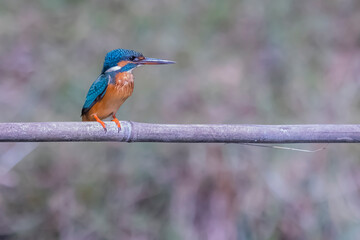 Wall Mural - The Common Kingfisher on a branch in nature