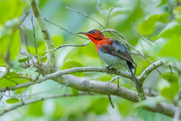 Wall Mural - The Crimson Sunbird on a branch in nature