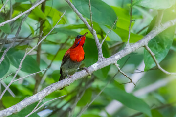 Wall Mural - The Crimson Sunbird on a branch in nature