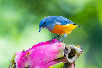 Wall Mural - The Orange-bellied Flowerpecker in nature of Thailand