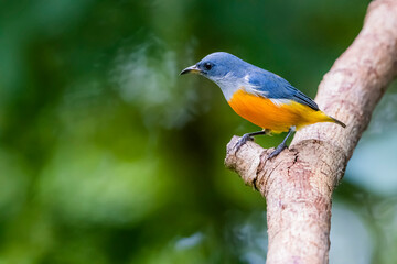 Wall Mural - The Orange-bellied Flowerpecker in nature of Thailand