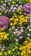 Wall Mural - Colorful Chrysanthemum Flower Field in Full Bloom