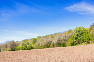 Wall Mural - Cultivated land by a lush green woodland a sunny  spring day