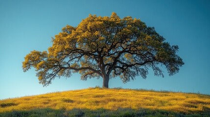 Canvas Print - Majestic oak on golden hilltop, clear sky