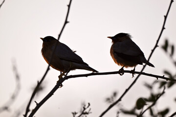 Wall Mural - Silhouetted Birds at Sunset