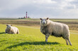 © Westend61 - Sheep grazing near the Westerhever lighthouse in Schleswig-Holstein, Germany