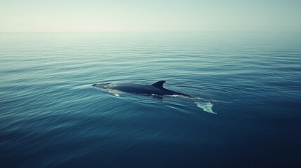 Wall Mural - Humpback whale swimming gracefully in clear blue ocean waters during midday