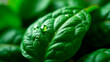 © Svitlana - A close-up macro shot of fresh green spinach leaves with water droplets on them