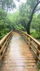 Wall Mural - Walk on wooden bridge in rain. Nature background. Vacation, travel, rainy day