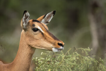 Wall Mural - An impala doe on full alert for danger with ears pricked and eyes focused in this close up head only portrait of this beautiful antelope against a blurred background in a game reserve in South Africa.