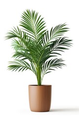 Wall Mural - Plant leaf vase white background.