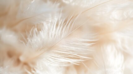 Poster - Close up of delicate soft white feathers gently arranged together in a beautiful composition highlighting their texture and lightness : Generative AI
