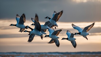 Wall Mural - flock of geese soaring gracefully against a cloudy sunset sky at a tranquil lakeside