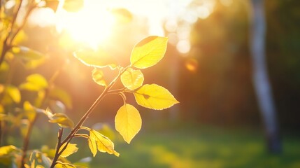 Poster - Sunshine illuminates fresh green leaves creating a serene and vibrant natural scene : Generative AI