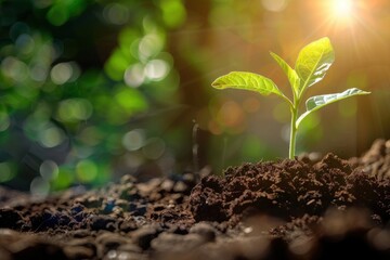 Fresh small tree growing in soil with sunshine background. Perfect concept for environmental protection, Tree Planting Day, personal growth, argricultural production, ecology balance. With copy space.