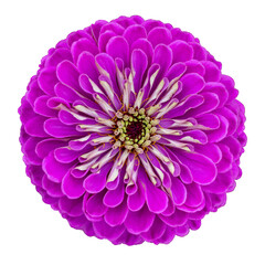 Wall Mural - Top view of isolated purple violet zinnia flower cut out on white background for summer season and graphic design concept