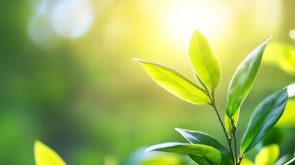 Poster - Bright green leaves illuminated by sunlight creating a serene natural atmosphere : Generative AI