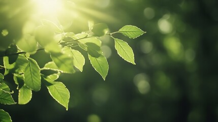 Poster - Sunlit Green Leaves Against a Blurry Background Creating a Peaceful Nature Scene : Generative AI